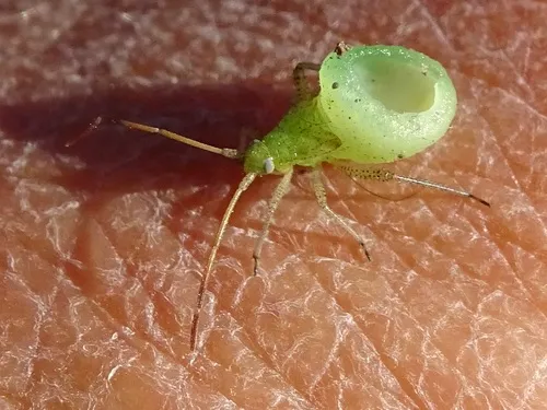 Entomophthora erupta