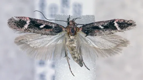 Gelechia dromicella