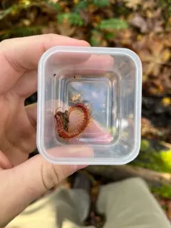 Western Fire Centipede thumbnail 1