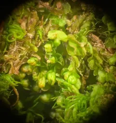 Jameson's Liverwort thumbnail 2