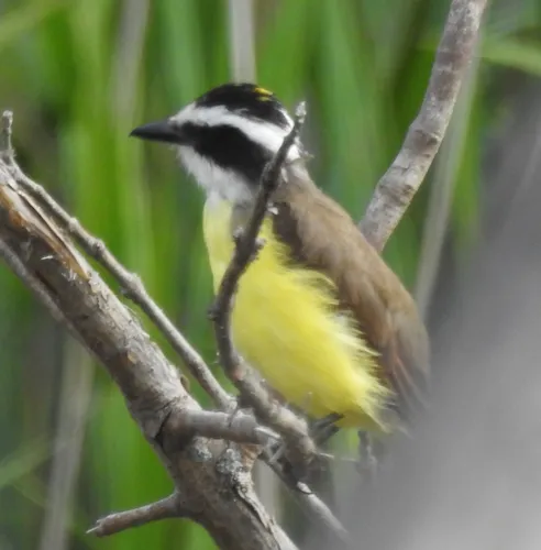 Great Kiskadee
