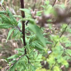 common mugwort thumbnail 3