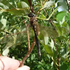 Ocellated Emerald thumbnail 3