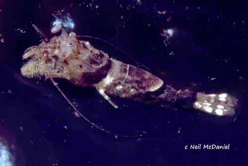 Coastal Spinyhead