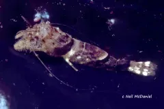 Coastal Spinyhead thumbnail 1