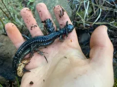 Klamath Black Salamander thumbnail 2