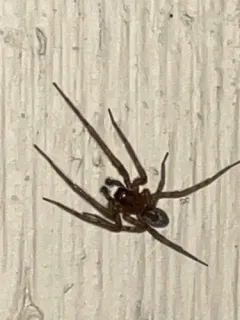 Lace-Weaver Spider thumbnail 2