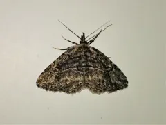 Mycterophora longipalpata thumbnail 3