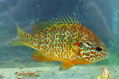 Pumpkinseed thumbnail 6