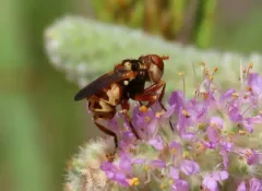 Zodion obliquefasciatum thumbnail 3