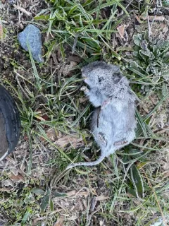 Long-tailed Vole thumbnail 2