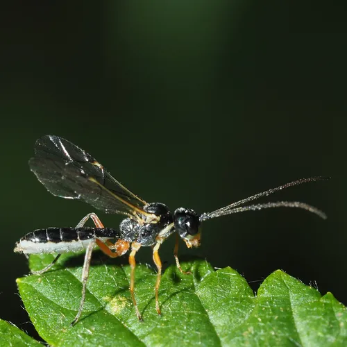 Acrotomus succinctus