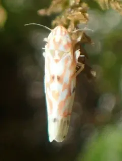 Erythroneura vagabunda thumbnail 3
