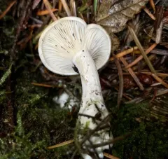 Clitopilus cystidiatus thumbnail 2
