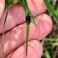 Euthamia leaf gall midge thumbnail 3