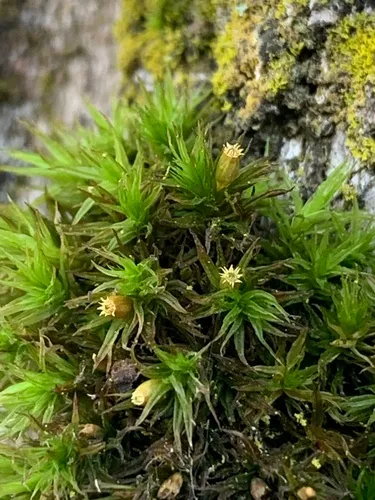 Lewinskya pseudoaffinis