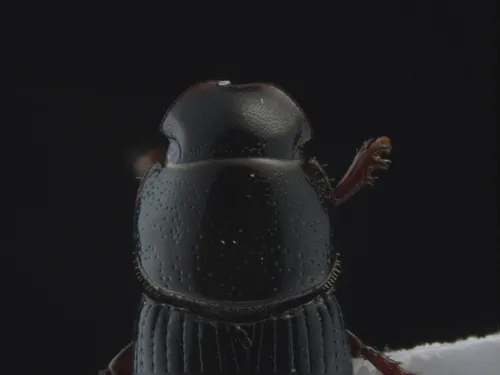 Black Fairway Beetle