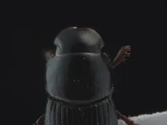 Black Fairway Beetle thumbnail 1