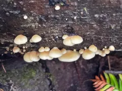 Crepidotus fraxinicola thumbnail 3