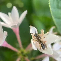 Lasioglossum cinctipes thumbnail 1