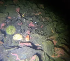 Sea Peach thumbnail 3