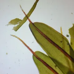 Ribbed Candlesnuffer Moss thumbnail 4