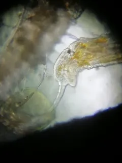 Stylaria lacustris thumbnail 2