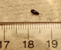 Midday Harp Ground Beetle thumbnail 3