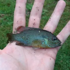 Redbreast Sunfish thumbnail 2