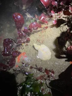 Cadlina jannanicholsae thumbnail 2
