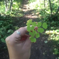 Veiny Meadow-rue thumbnail 2