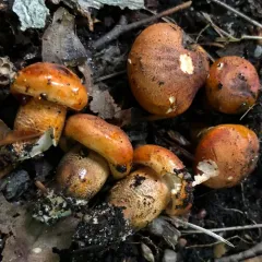 Tricholoma aurantium thumbnail 3