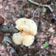 hexagonal-pored polypore thumbnail 5