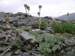 Pacific Alpine Wormwood thumbnail 2