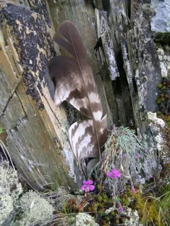 Northern Pink thumbnail 2