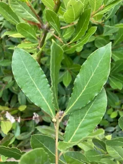 Bay laurel thumbnail 2