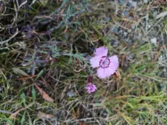 Garden Pink thumbnail 2