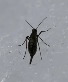 California Snow Scorpionfly thumbnail 4