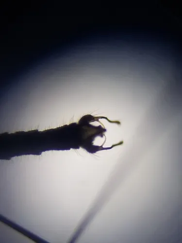 Trichocera salmani