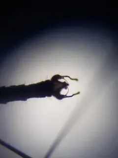 Trichocera salmani thumbnail 1