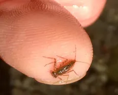 Epeorus longimanus thumbnail 4