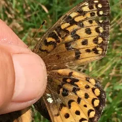 Atlantis Fritillary thumbnail 3