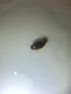 Liodessus affinis thumbnail 4