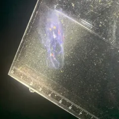 Canadian Comb Jelly thumbnail 2