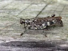 Pine tree Spur-throat Grasshopper thumbnail 5
