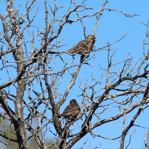 Harris's Sparrow