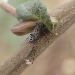 Giant Willow Aphid thumbnail 2