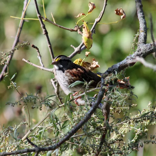 White-throated Sparrow
