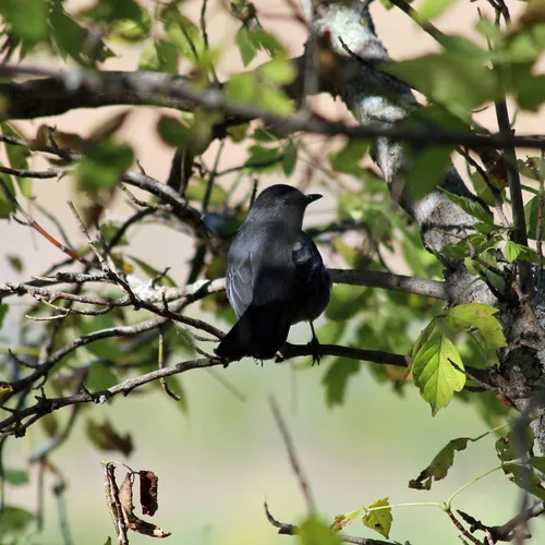 Gray Catbird