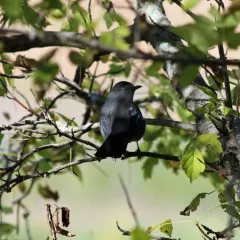 Gray Catbird thumbnail 1